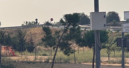 Albero in difficoltà viale Dante Alighieri, segnalato dai cittadini e da OAP