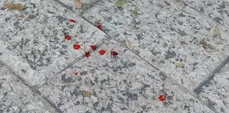 Lite in Piazza Plebiscito, Ambulatorio Popolare: «Il problema è profondo»