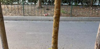 Un gelso appena piantato rischia di seccare: interviene il Comitato Medaglie d’Oro