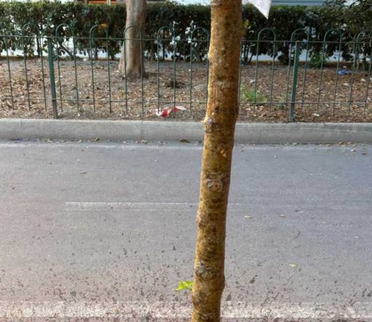 Un gelso appena piantato rischia di seccare: interviene il Comitato Medaglie d’Oro